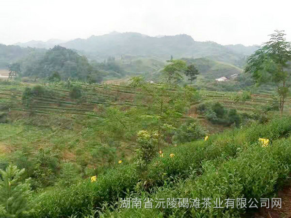 茶叶种植基地