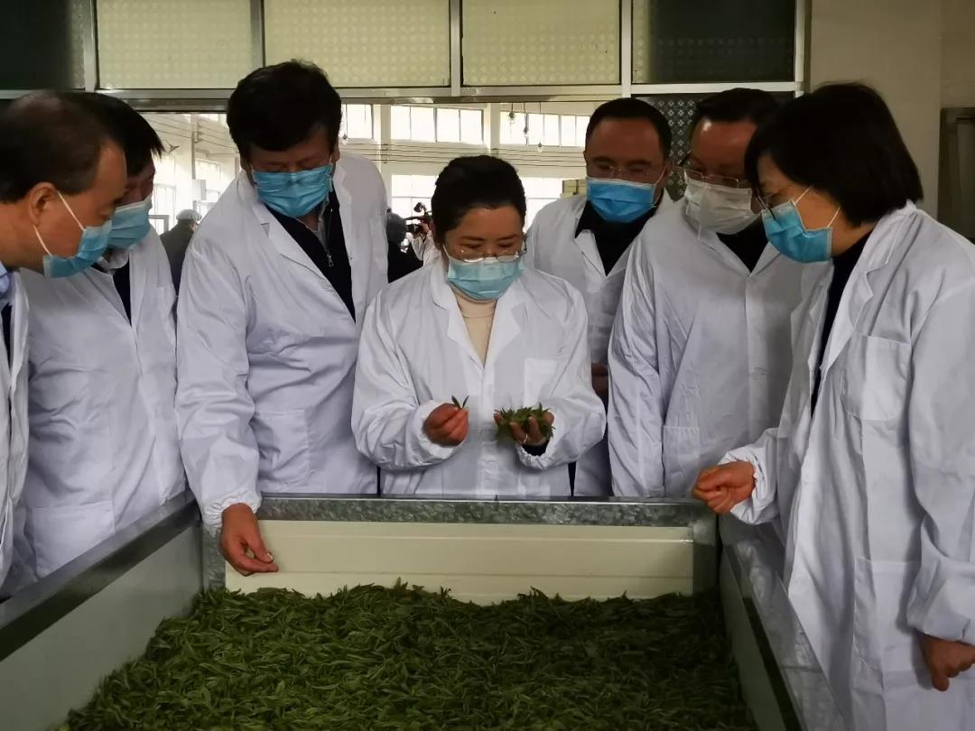 双腿中间被吸到发软的感觉-性色做爰片在线观看WW-亚洲va中文字幕无码久-国产亚洲精品不卡在线-人妻AV久久一区波多野结衣,沅陵碣滩茶,茶叶加工销售,茶文化传播