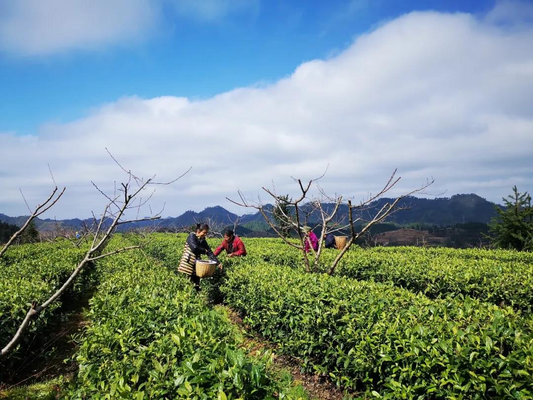 双腿中间被吸到发软的感觉-性色做爰片在线观看WW-亚洲va中文字幕无码久-国产亚洲精品不卡在线-人妻AV久久一区波多野结衣,沅陵碣滩茶,茶叶加工销售,茶文化传播