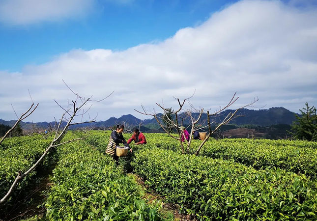 双腿中间被吸到发软的感觉